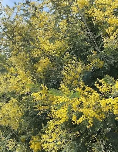 St Raphael Centre Calme Clim Commerces A Pieds