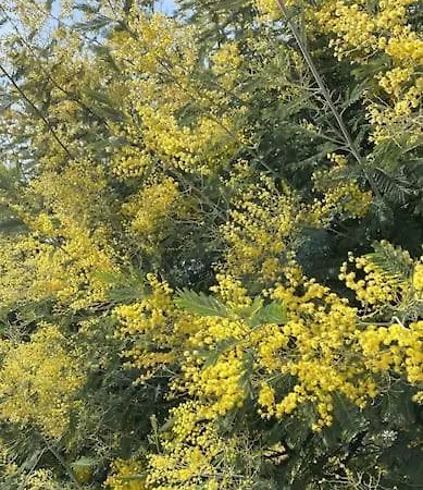 St Raphael Centre Calme Clim Commerces A Pieds